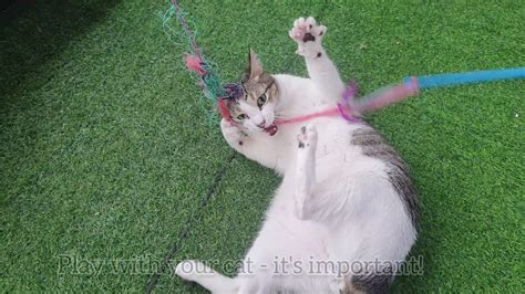 Why Engaging in Playtime is Vital for a Young Cat's Growth and Development