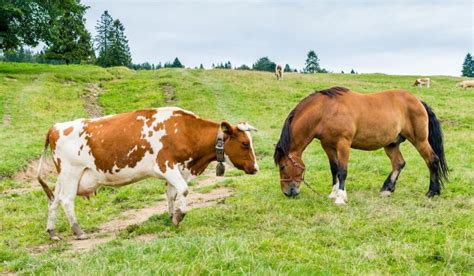 Why More Individuals Are Opting for Cows as Companions