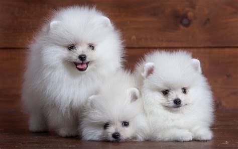 Why Small White Puppies Make Ideal Family Pets