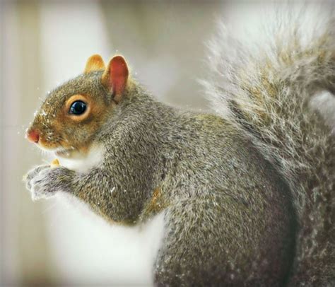 Why a Squirrel Can Be an Excellent Companion