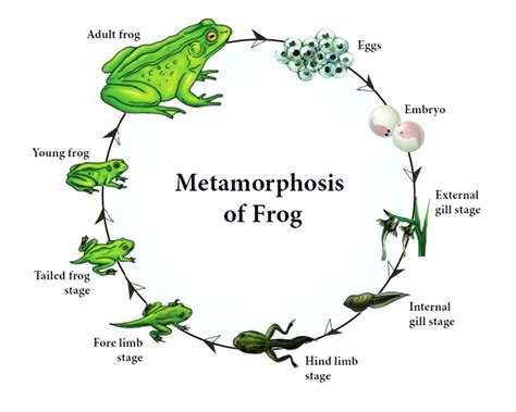 Why the Study of Frogs' Reproductive Imagery is of Conservation Significance