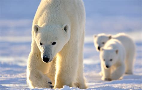 Wildlife Encounters: Exploring the Habitat of Polar Creatures