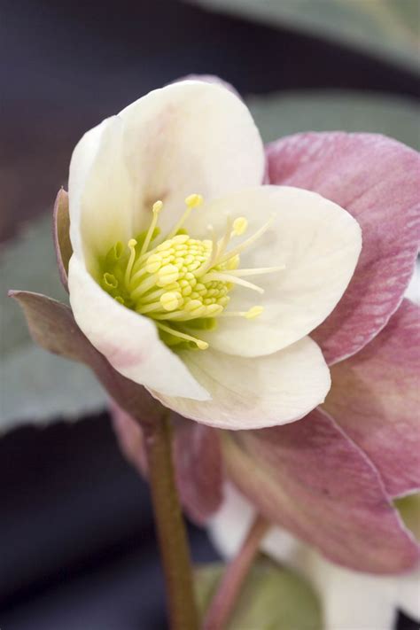 Winter Gardening Wonder: Cultivating Ivory Blooms in Chilly Climates