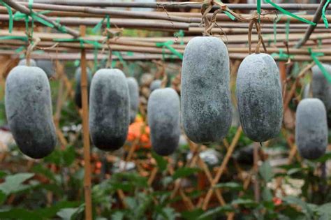 Winter Melon in Ayurveda: The Cooling Properties and Balancing Benefits