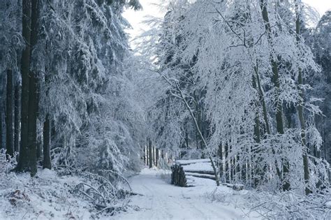 Winter Photography: Capturing the Beauty of Snow-Covered Landscapes