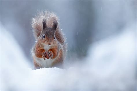 Winter Wildlife: Exploring the Secrets of Nature in the Cold