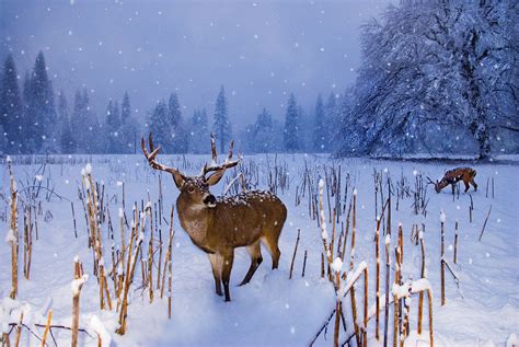 Winter Wildlife in Snowy Landscapes: A Vision to Behold