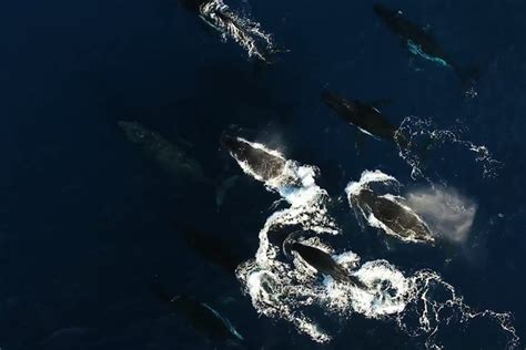 Witness the Astonishing Migrations of Whales