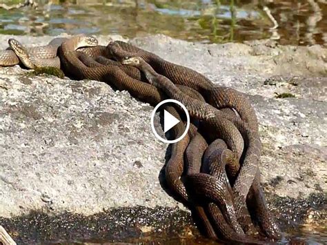 Witnessing the Astonishing Snake Rituals