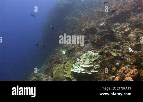 Witnessing the Captivating Ballet of Schools of Fish