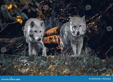 Witnessing the Fascinating Sight of Young Wolves in Their Natural Habitat