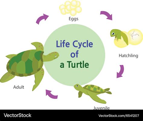 Witnessing the Life Cycle of Enchanting Sea Turtles