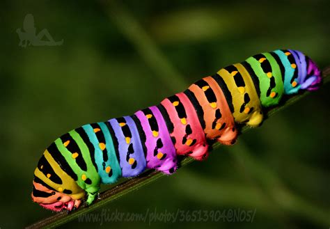 Witnessing the Magical Colors of the Rainbow Caterpillar