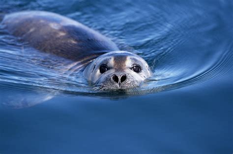 Witnessing the Playfulness of Seals and Sea Lions