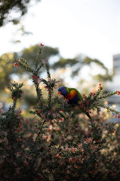 Witnessing the Splendor and Obstacles of the Parrot's Realm