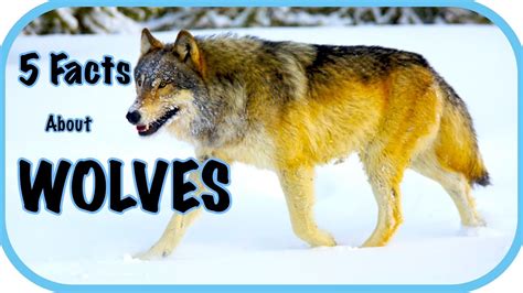 Wolves as Mentors: Insights Gained from Studying Wolf Behavior