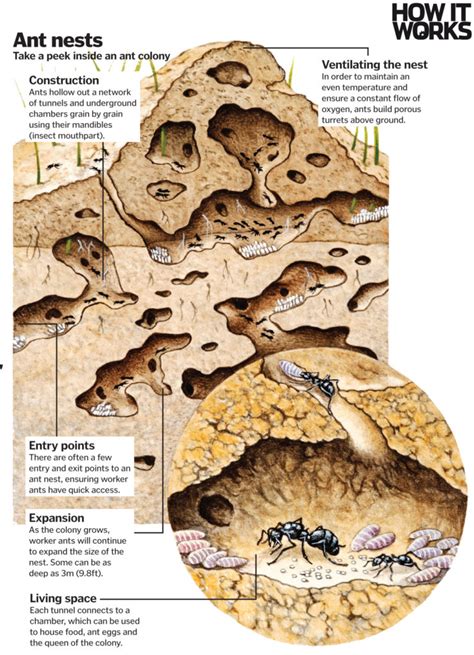 Wood Ant Nests: Remarkable Architectural Feats of the Insect Realm