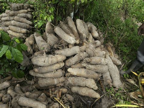 Yam Tubers and Sustainability: Their Role in Cultivating a Greener Future