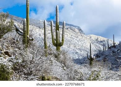 Yearning for Snowy Pima