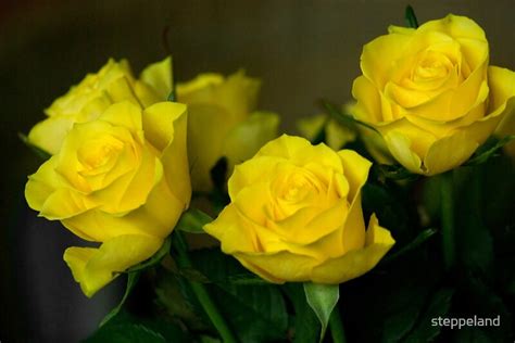 Yellow Roses: A Dream Symbol of Friendship and Joy